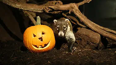 Ringtail with pumpkin