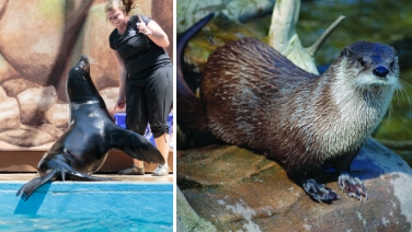 Sea Lion with Zoo Trainer and Otter close-up