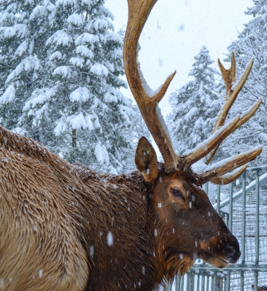 Elk outside in the snow at ZooAmerica