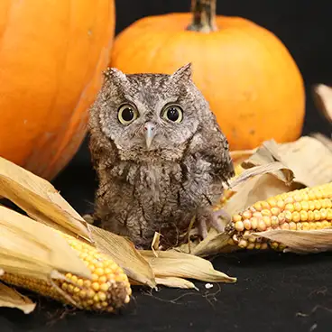 Owl surrounded by Halloween and fall decor such as pumpkins